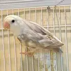 ذكر روز طفره