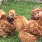 طقم دجاج قطني انتاج خارجي