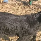 تيس بري ونظيف فل شحم