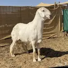 فحل حري مواصفات نادره