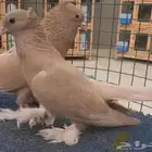 مطلوب اناثي حمام صنعاني