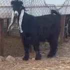 تيس فحل عارضي صنف