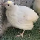 بدء بيع الدفعه الجديده من السمان العملاق تكساس