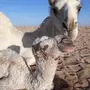 حوار قعود ولد بعيري وولد ناقتي 