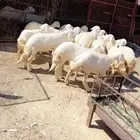 رخال حرش مقاني