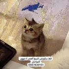 قطط