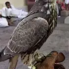 مطلوب شبط بحري أو جبلي ب 900