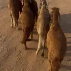 سواكن مرابي