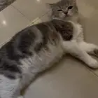 قطة سكوتش ستريت بيور