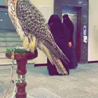 متاح صقور للمشاركة بعروض اليوم الوطني ( عرض صقر مع صقار )