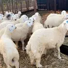 للبيع خرفان ضيوف وثلاجه حسب الطلب شمال جده مع توصيل