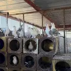 حمام روماني 5ازواج