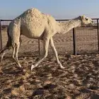 قعود طيب شحم وجبر مفرود تام توه داخل حق الموقع الدوادمي