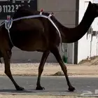 مجهم ثنو طيبه جدا وسلم العذاريب