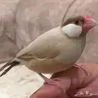 جاوا كريمي عيون حمر احجام سوبر جامبو ( تم البيع )