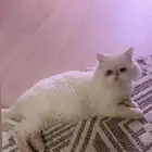 قطه للتبني