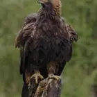 عقاب