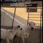 شاه رفيده متبع