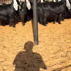 ماعز عوارض صنف فااخرره تمم الببيييع