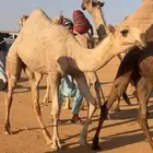 بكره تماميه شقحاء عمره 8شهوو