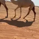 بكره لقيه