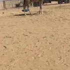 قعود اشقح جذع باتلي