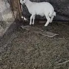 خروف فل شحم ونظيف