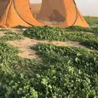 خيمة البرق من برق الحيا