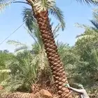توريدجميع انواع انخيل العربي وجميع المقاسات فروخ نقايل جثايث