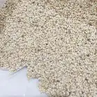 سمسم ابيض للبيع 50 طن