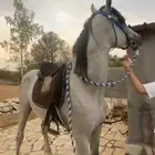 حصان شعبي رفيييع