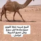 للبيع الخلفه والبكار والشعلا مزاين