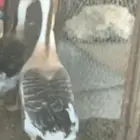 للبيع ديوك رومي و كوشن و وز عراقي