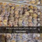طيور دخل