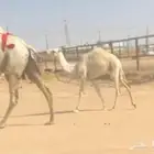 للبيع عشرا وضحا