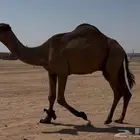 القعود الاصفر الثني ساسه على الهدب