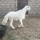 فحل حري مشروط