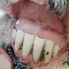 نجدية للبيع