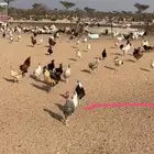دجاج بلدي