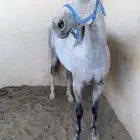 فرس لقحه للبيع الموقع الخرمه