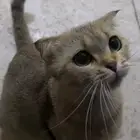 سكوتش فولد حامل للتبني في رابغ