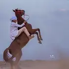 فرس شعبية كفو