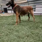 جوز مالينو الانثى مركبه