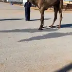 للبيع الفحل الاصفر