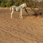 حصان عربي