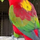 فروخ شاترينق لوري   تم البيع