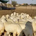 رخال منادي فاخره