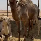 لقحه صفرا ثنو