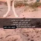 للبيع قعود كفووو ساسه عقابي على النادر بعير الجليدي اسن دو