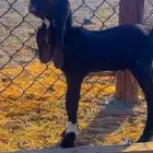 داغور تيس هندي ادهم